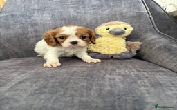 Cavalier King Charles Spaniel dogs for sale: Ready to go 🐶 Cavalier King Charles Spaniels - Image 18