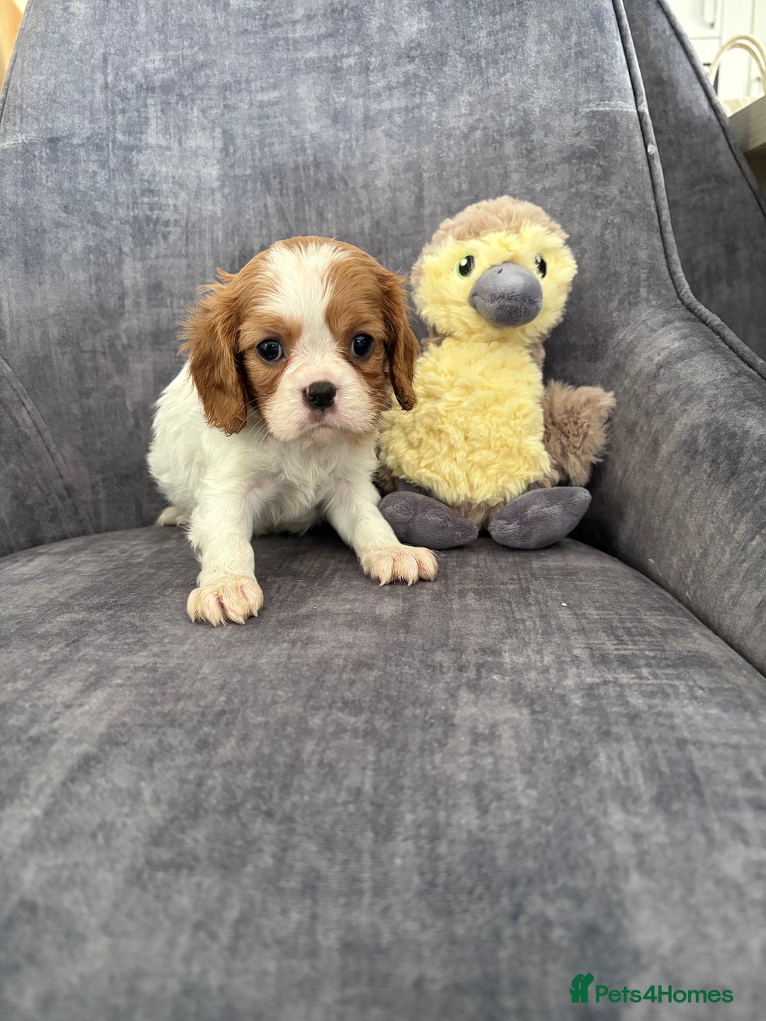 Cavalier King Charles Spaniel dogs for sale: Ready to go 🐶 Cavalier King Charles Spaniels - Image 18