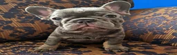 French Bulldog dogs for sale: 🌟REDUCED🌟only one girl and one boy left - Advert 19