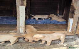 Labrador Retriever dogs for sale: Kc reg  yellow lab puppies 🐶  - Image 10