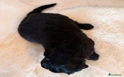 Labradoodle dogs for sale: ** RARE SILVER , CHOC & EBONY F1 LABRADOODLE PUPS  - Image 15