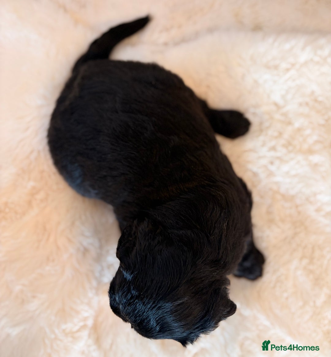 Labradoodle dogs for sale: ** RARE SILVER , CHOC & EBONY F1 LABRADOODLE PUPS  - Image 15