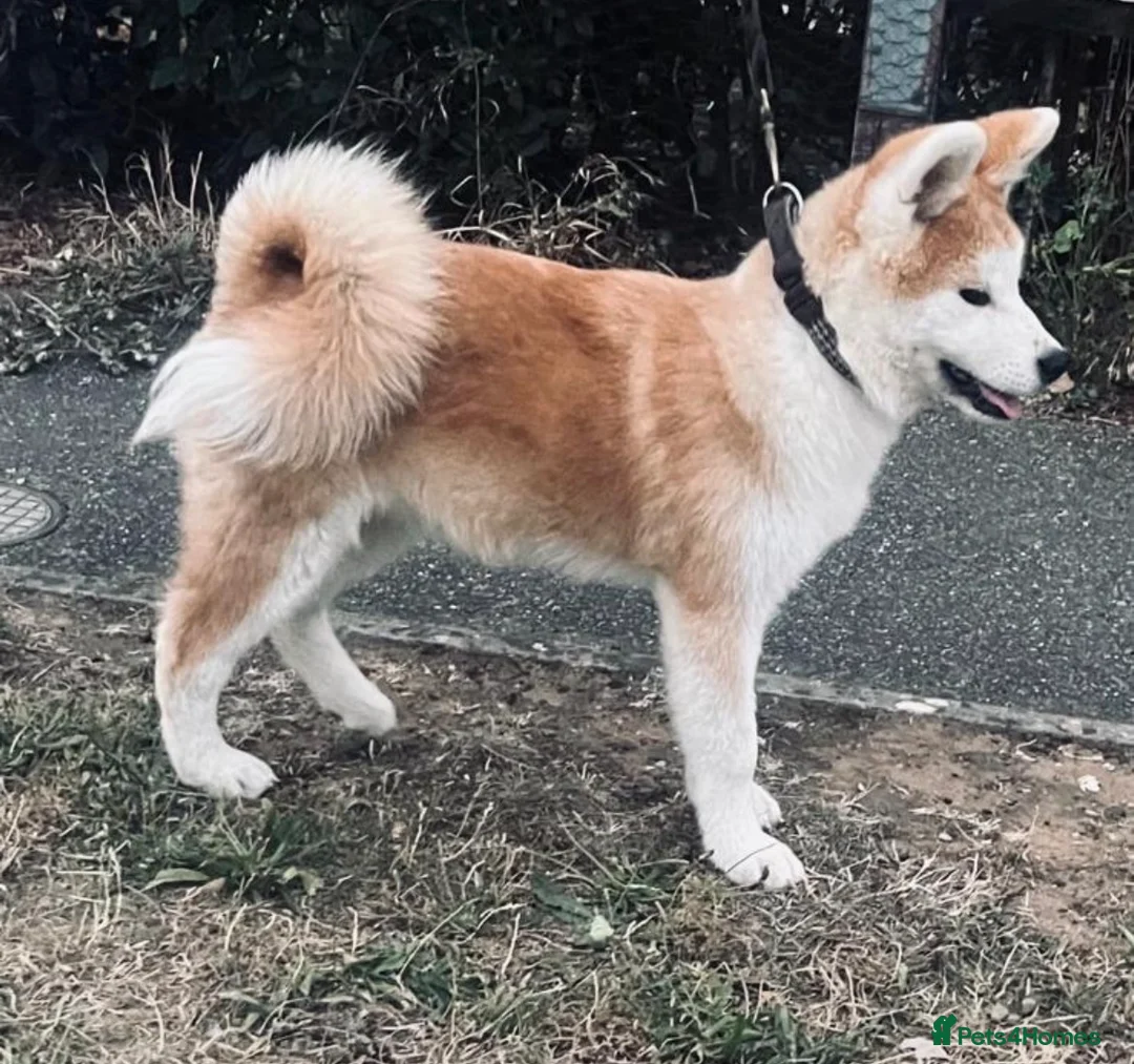Japanese Akita Inu dogs for sale: Stunning Male puppies  - Advert 1