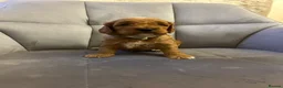 Cockapoo dogs for sale: 7 Gorgeous Cockapoo Puppies Left - Advert 29