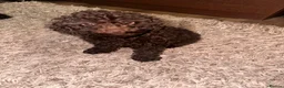 Toy Poodle dogs for sale: Adorable Chocolate Curly-Coated Puppies for Sale - Advert 2