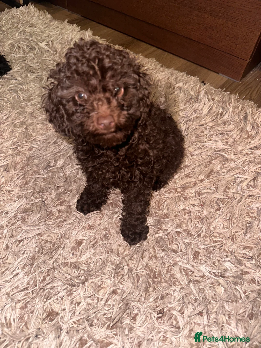 Toy Poodle dogs for sale: Adorable Chocolate Curly-Coated Puppies for Sale - Advert 2