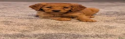 Labradoodle dogs for sale: Stunning F2 labradoodles  in Ebbw Vale - Advert 8