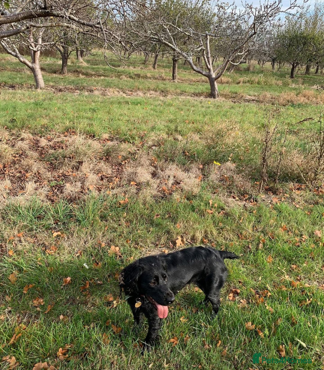 Cocker Spaniel dogs for sale: Working Cocker Spaniel  - Image 4