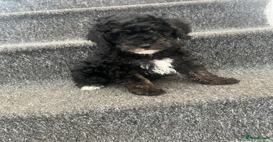Miniature Poodle dogs - Advert 1