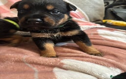 Mixed Breed dogs for sale: german shepard x old tyme bulldog  - Image 2