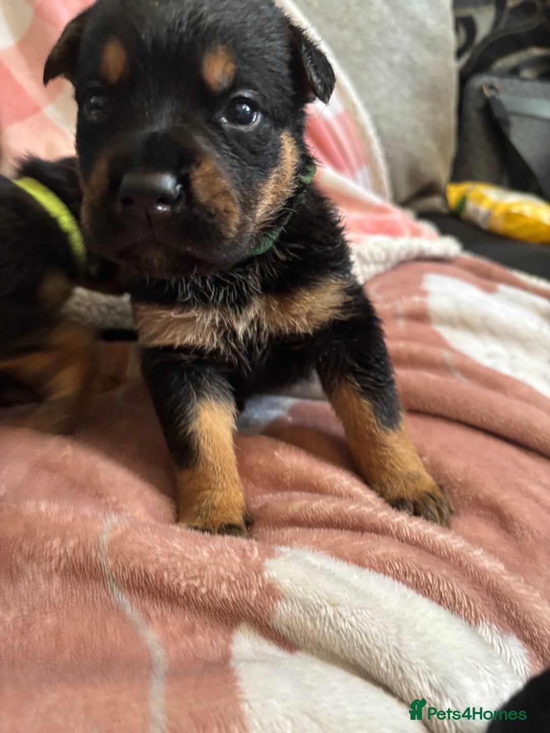 Mixed Breed dogs for sale: german shepard x old tyme bulldog  - Image 2