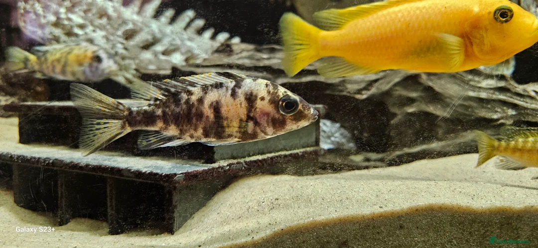 Cichlids fish for sale: Assorted cichlids and sizes - Advert 4