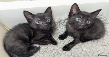 Russian Blue cats - Advert 4