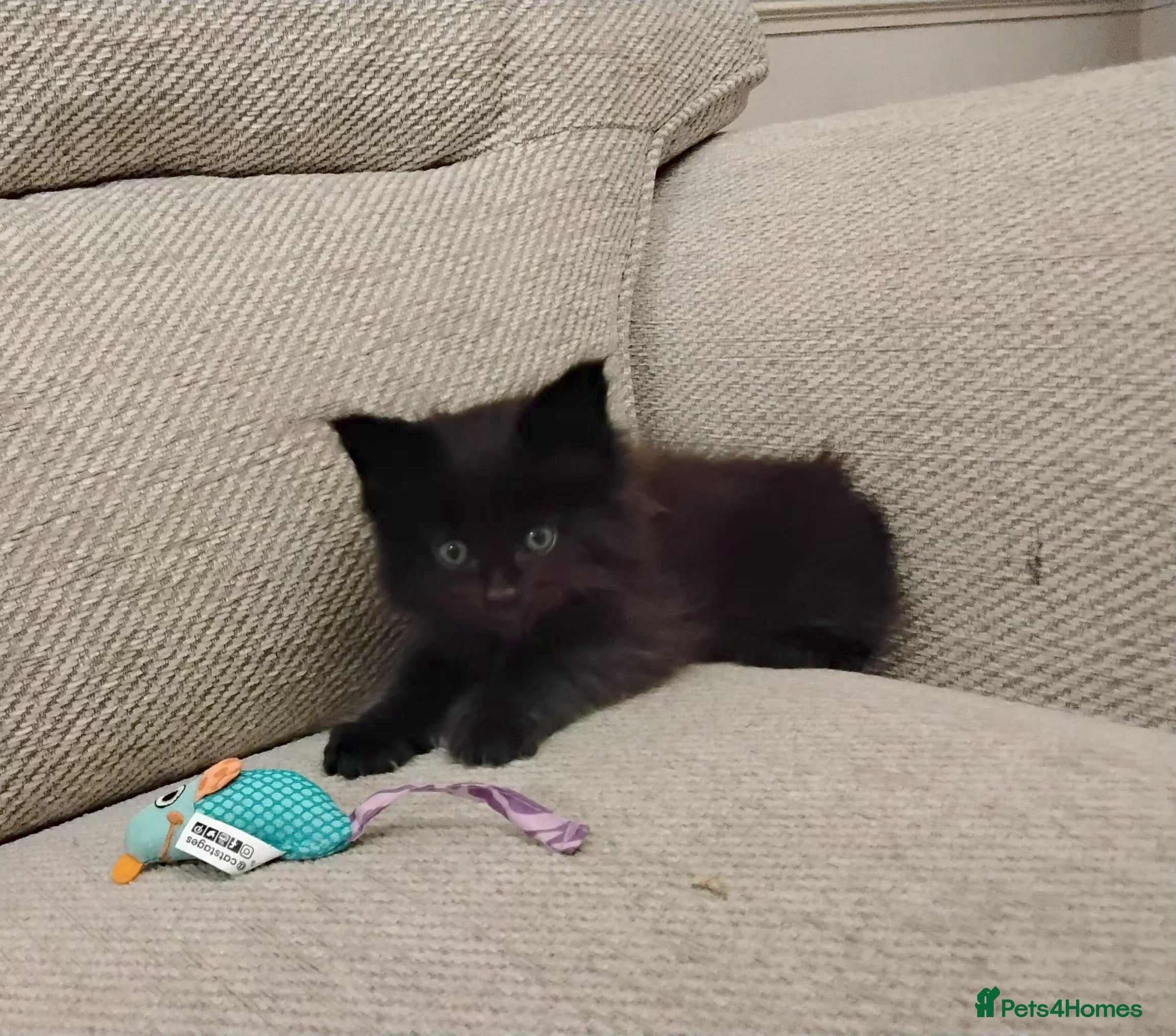 Maine Coon cats Exceptional Maine Coon kittens available - Advert 5