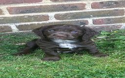 Cocker Spaniel dogs for sale: Stunning KC reg working cocker spaniel - Image 10