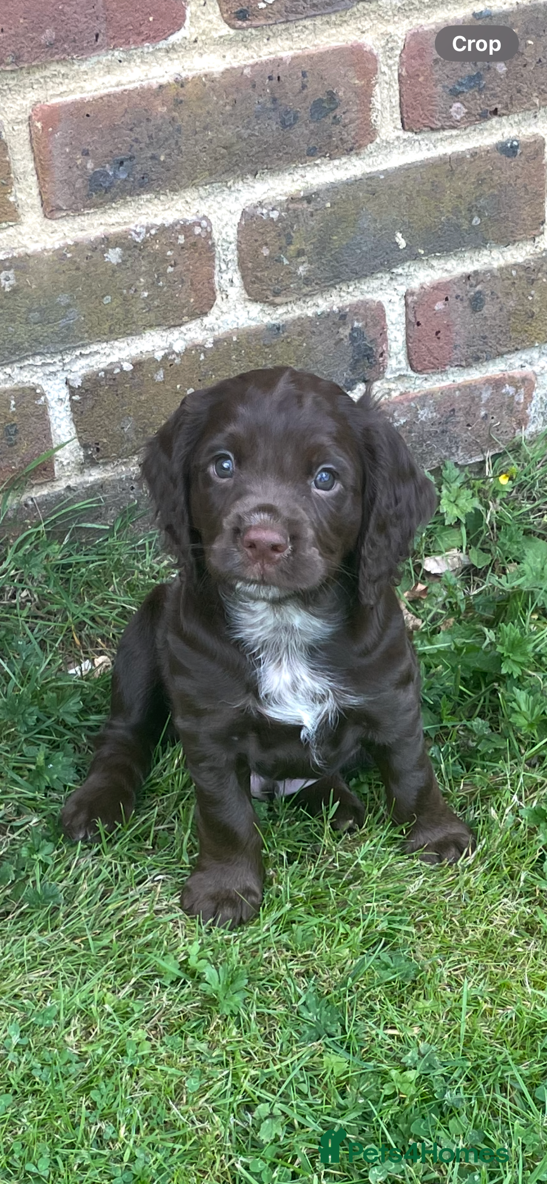Cocker Spaniel dogs for sale: Stunning KC reg working cocker spaniel - Image 10