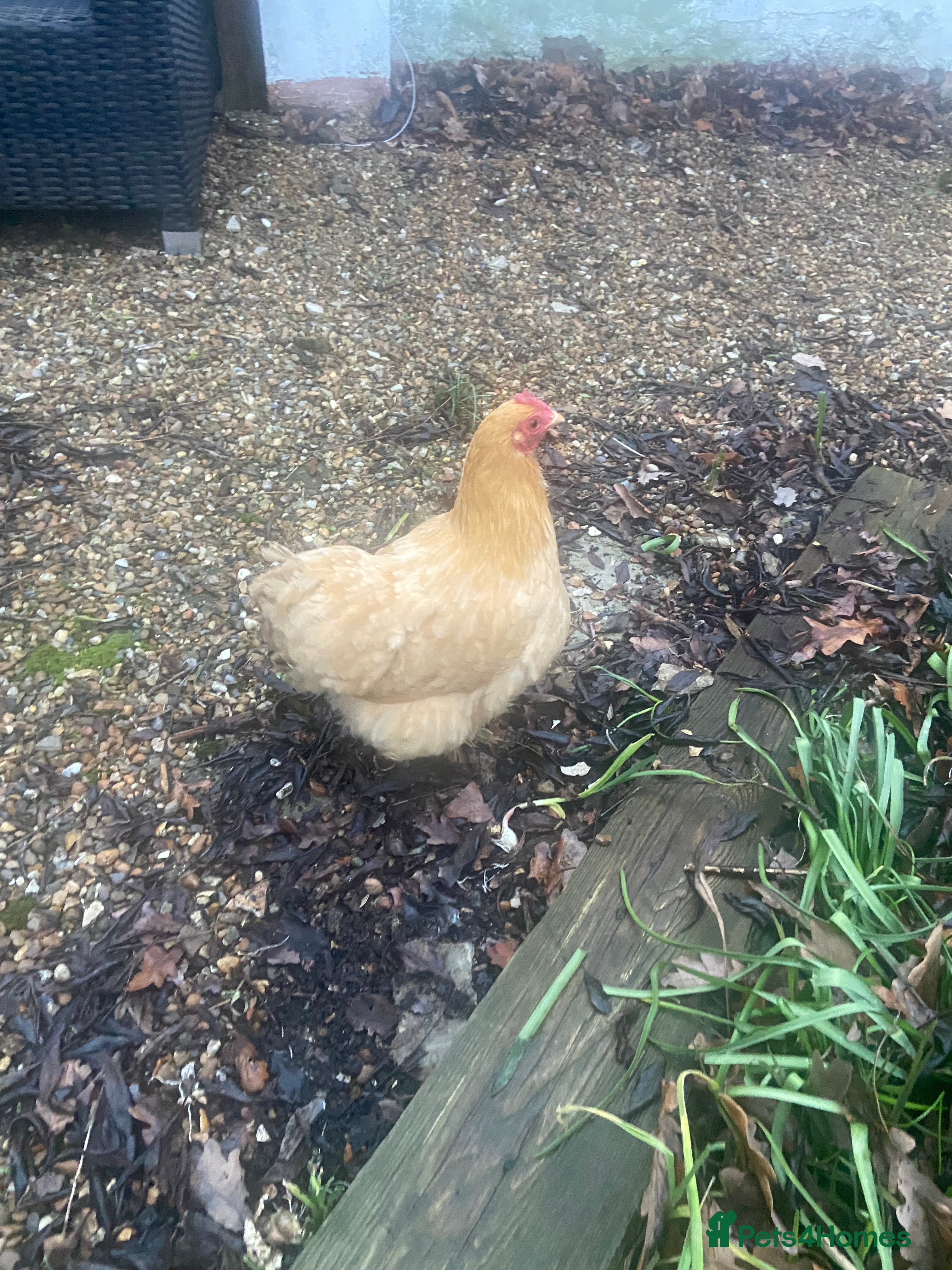 Hens poultry Beautiful Bantam  - Advert 1