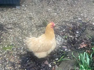 Hens poultry Beautiful Bantam - Advert 1