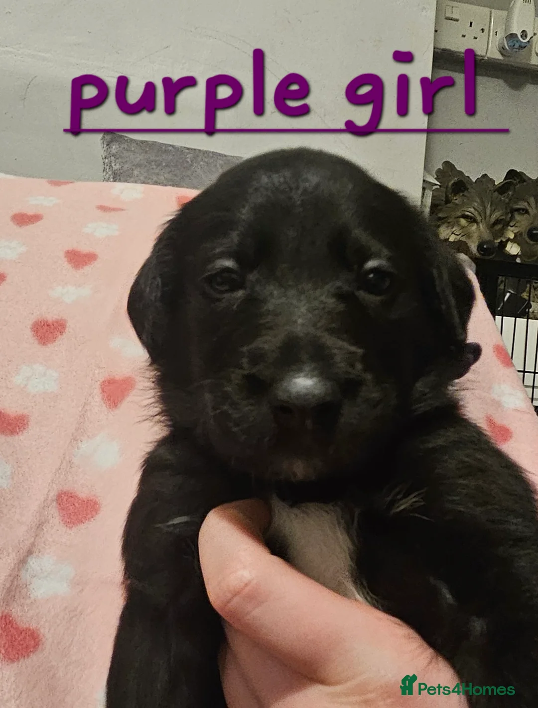 Mixed Breed dogs for sale: Beautiful  puppies in Swindon - Advert 2