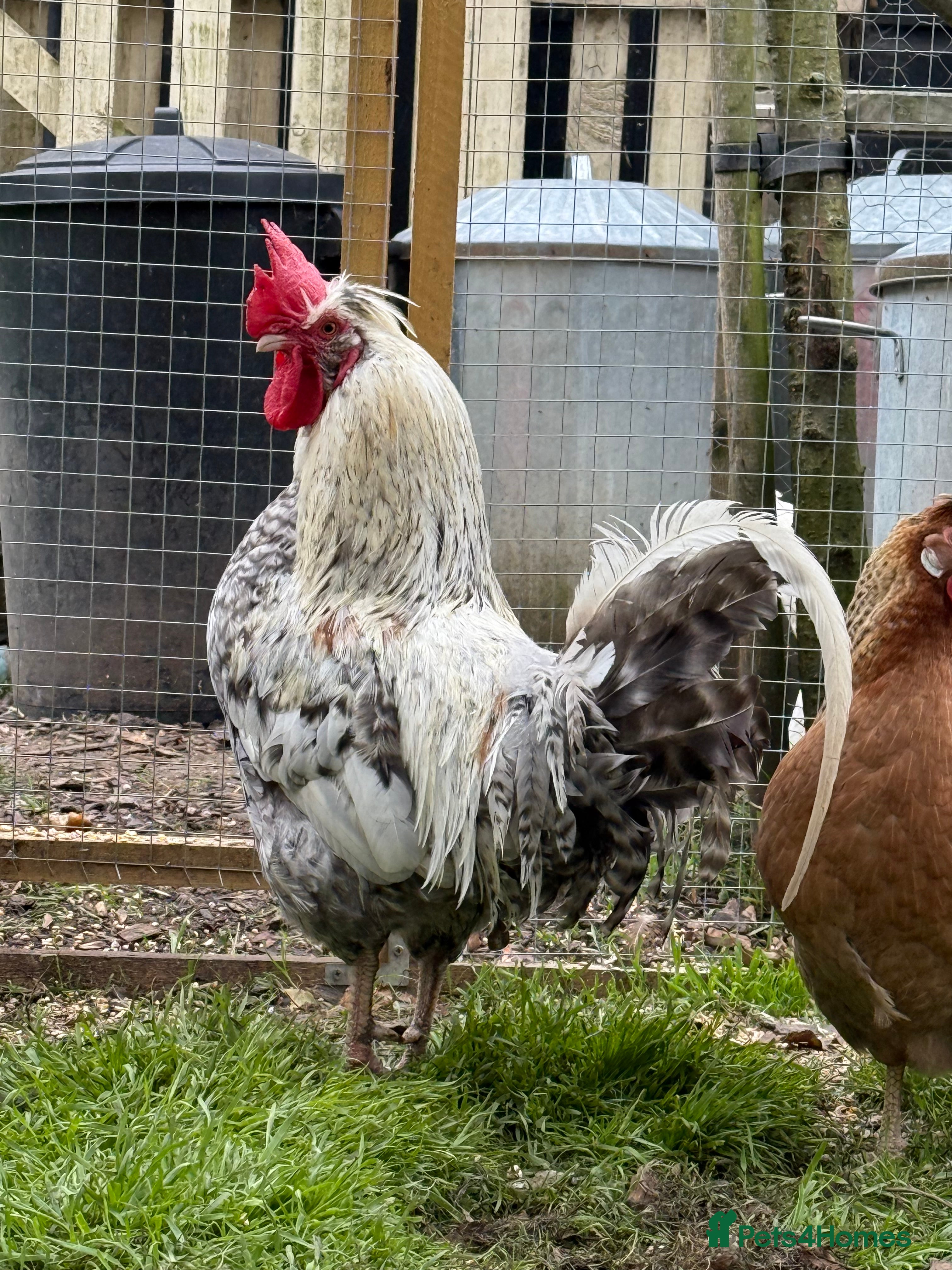 Chickens poultry Handsome Cockerel For sale - Advert 3