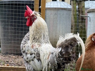 Chickens poultry Handsome Cockerel For sale - Advert 1