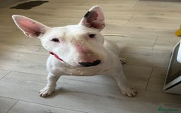 English Bull Terrier dogs for sale: English bull terrier  - Image 1