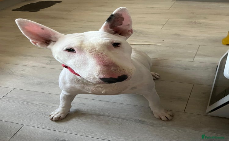 English Bull Terrier dogs - Advert 1