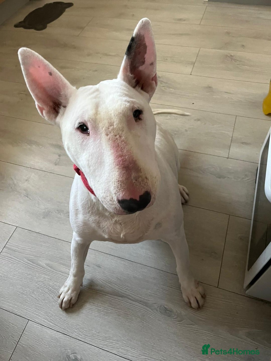 English Bull Terrier dogs for sale: English bull terrier  - Image 1
