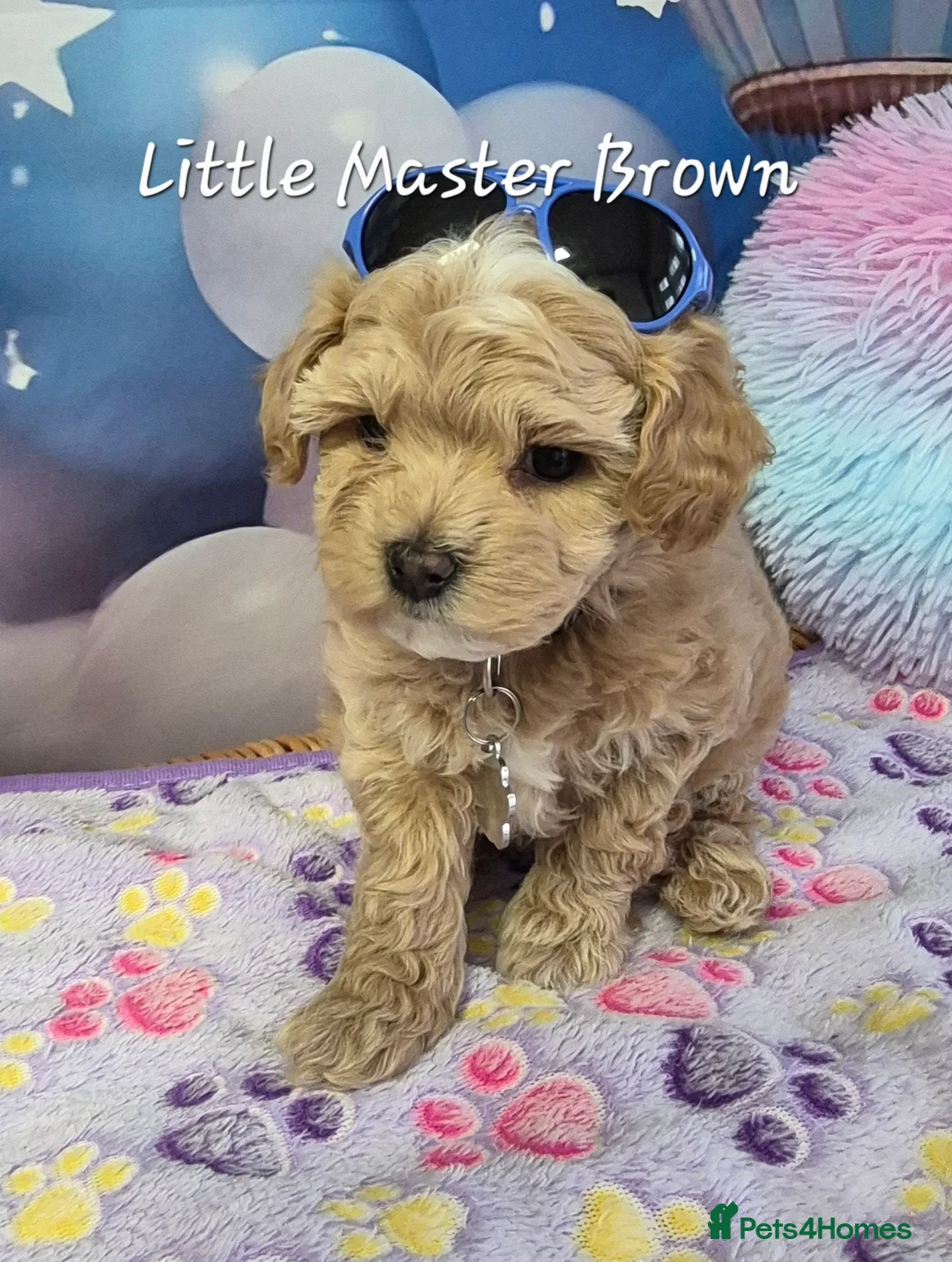 Maltipoo dogs for sale: Stunning Toy F1 Apricot & Cream maltipoo's - Advert 26