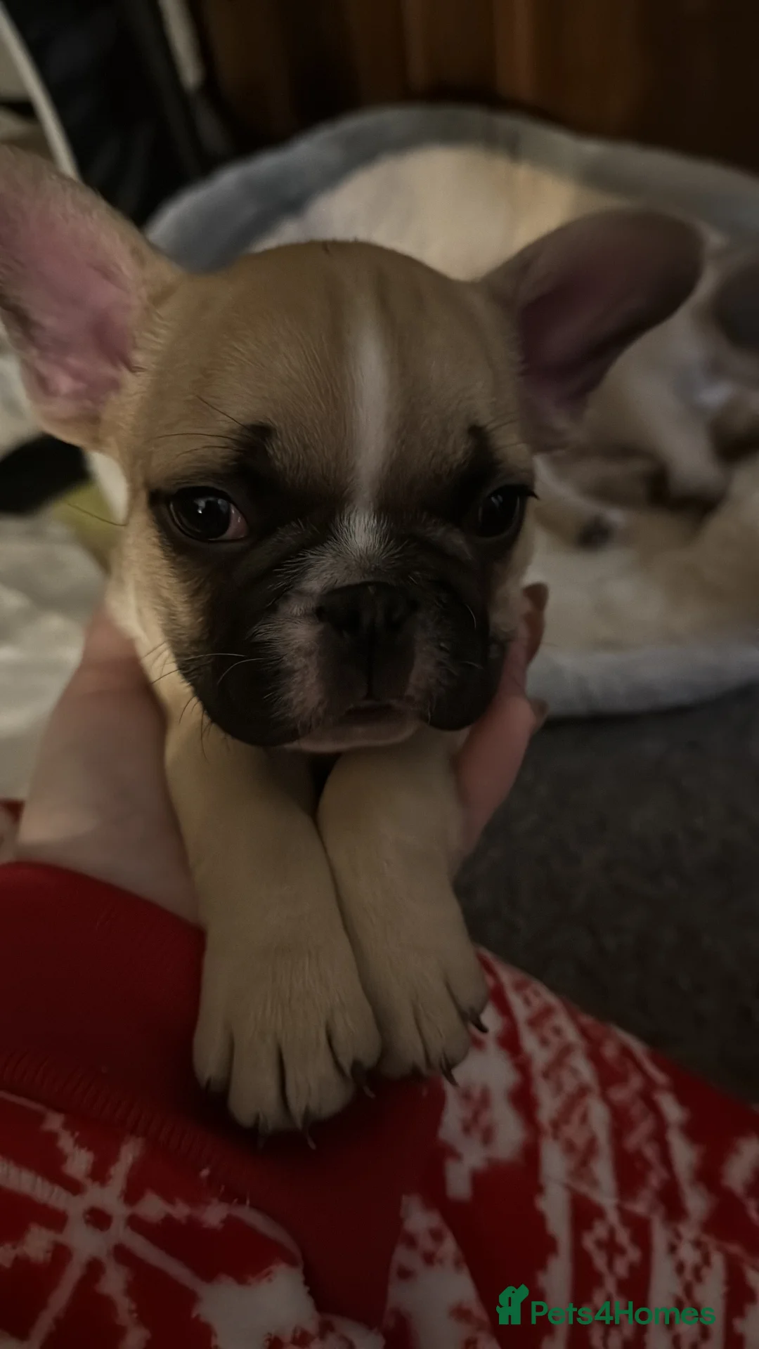 French Bulldog dogs for sale: DWKC Registered Puppies – Health Tested  - Advert 25