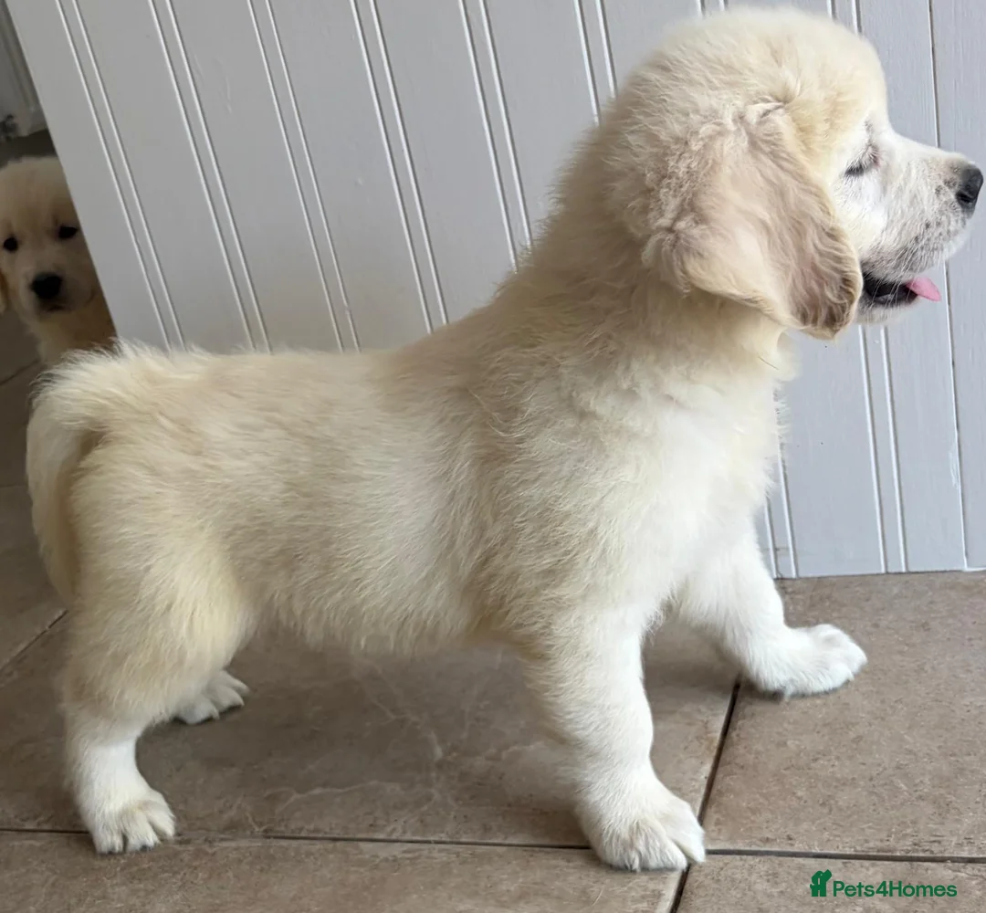 Golden Retriever dogs for sale: Lovely, confident playful puppies - Advert 40