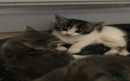 Mixed Breed cats for sale: Fluffy kitties - Image 3