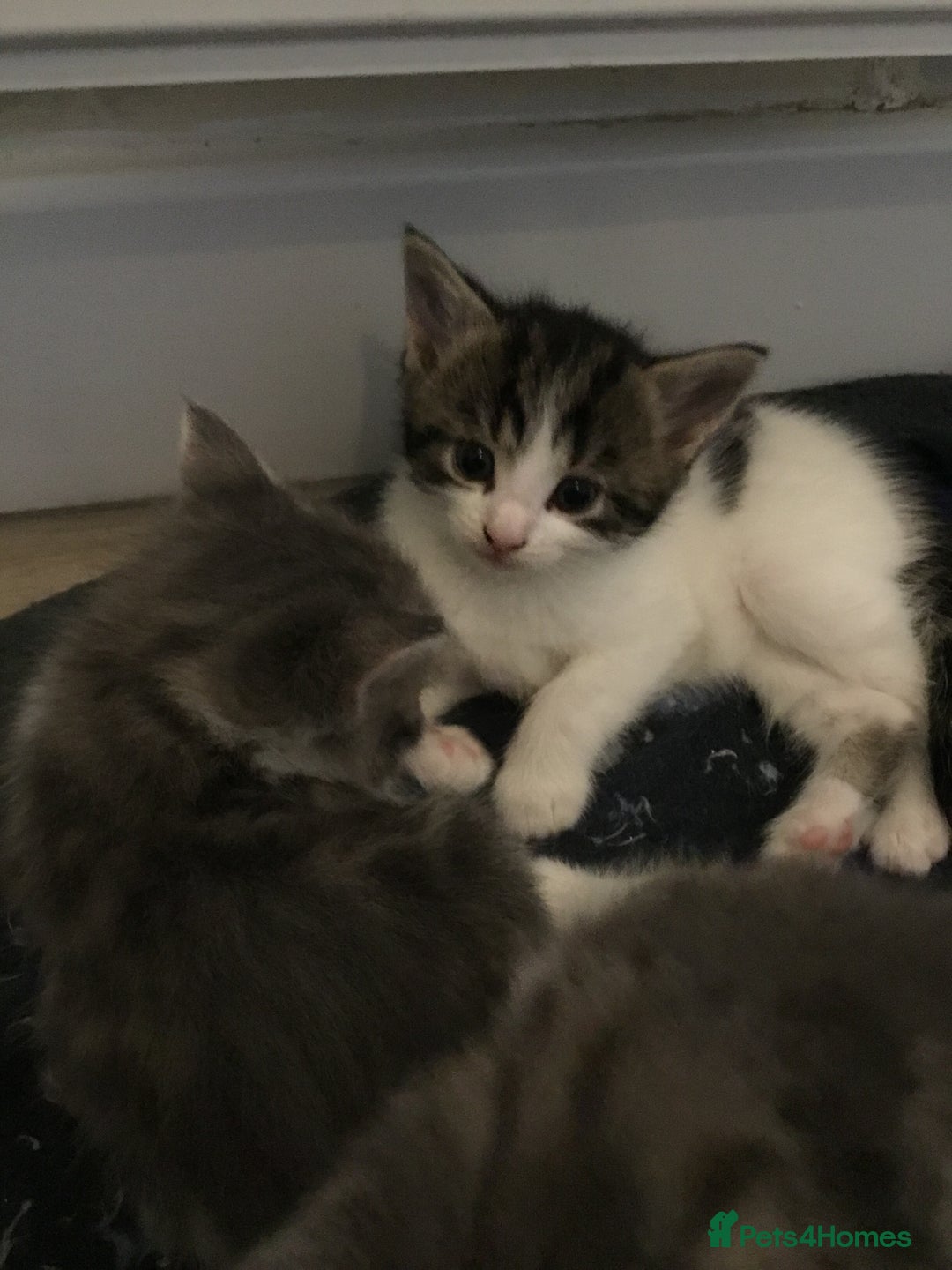 Mixed Breed cats for sale: Fluffy kitties - Image 3