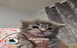Maine Coon cats for sale: Maine coon kittens - Image 11