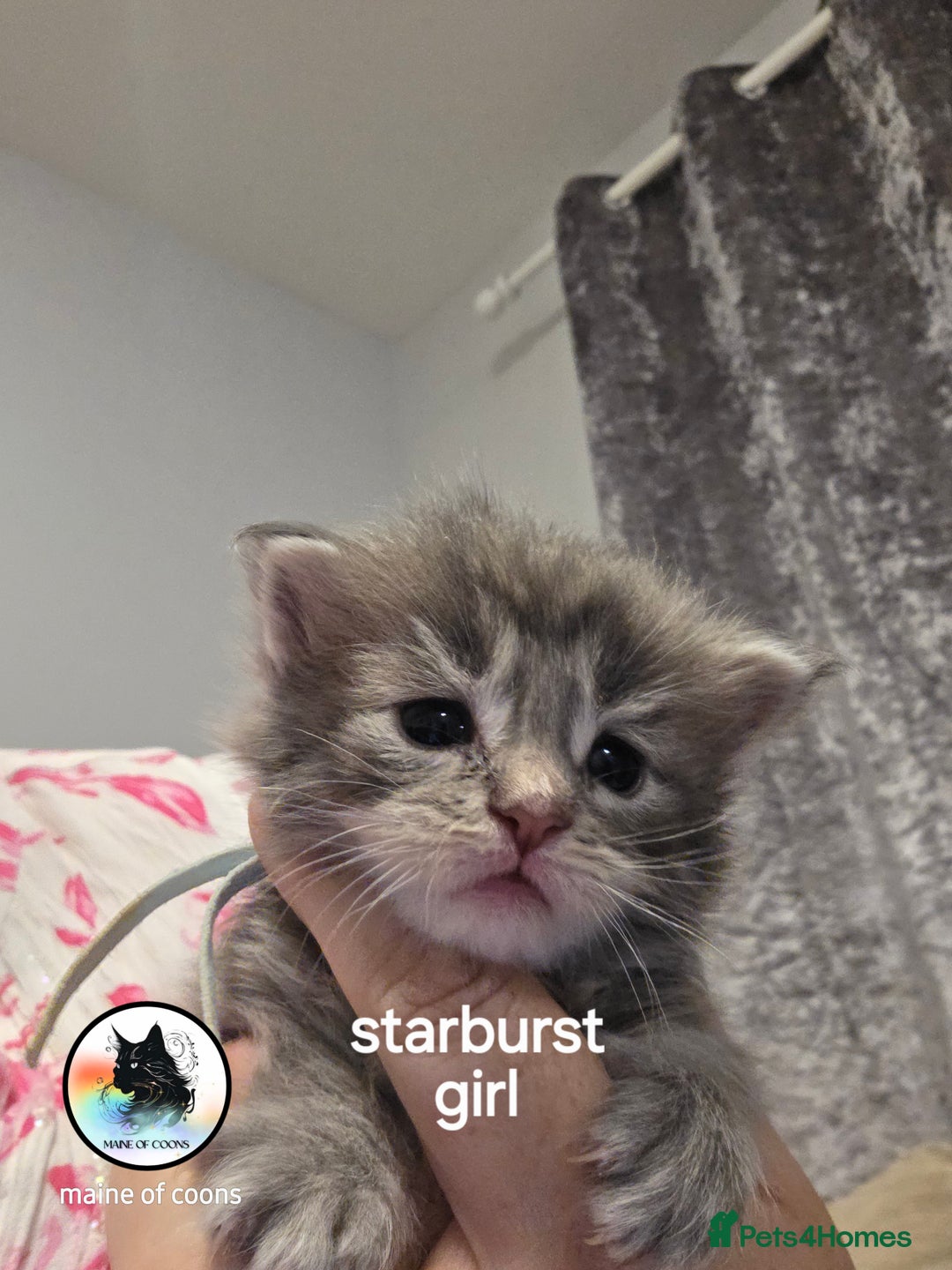 Maine Coon cats for sale: Maine coon kittens - Image 11