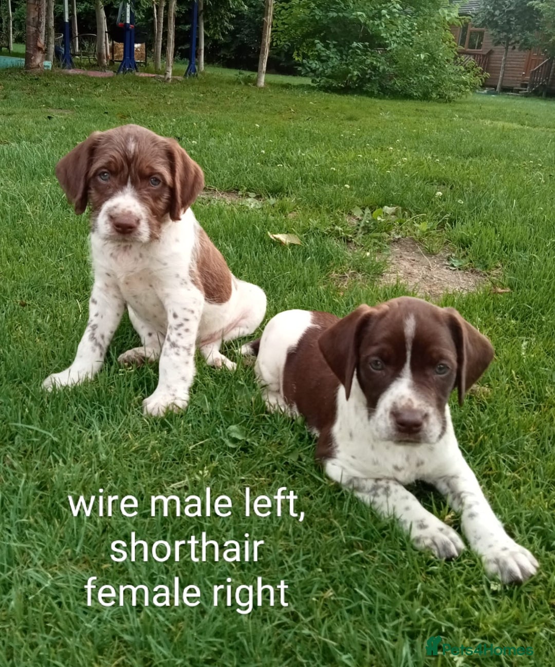 Mixed Breed dogs for sale: New Norfolk Spaniels- Ready Now - Image 5