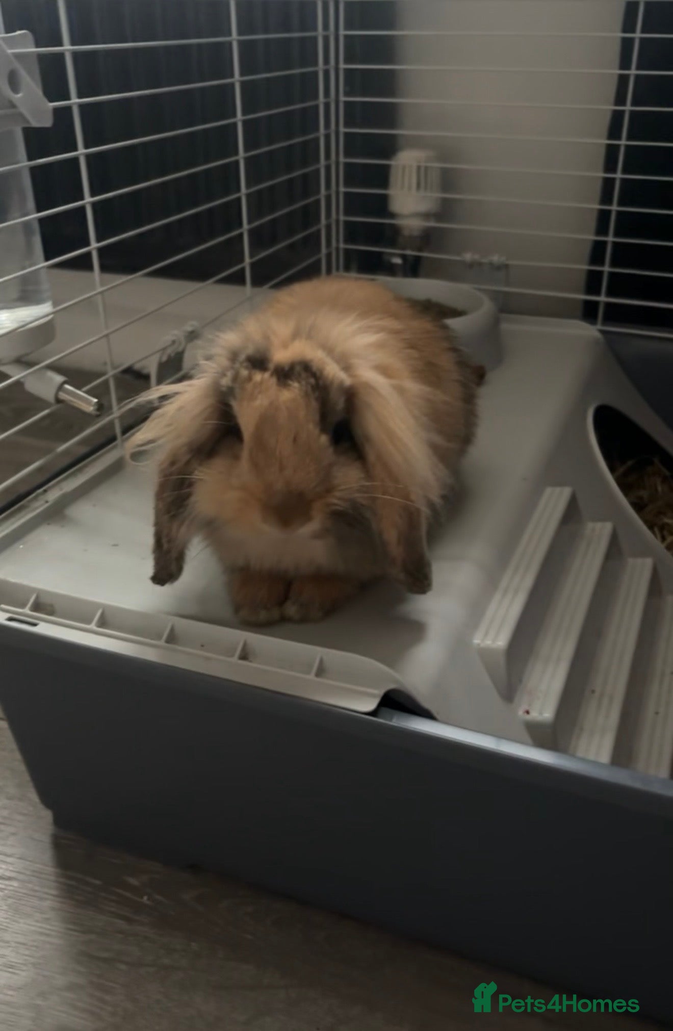 Mini Lion Lop rabbits Mini lop lion rabbit  - Advert 1