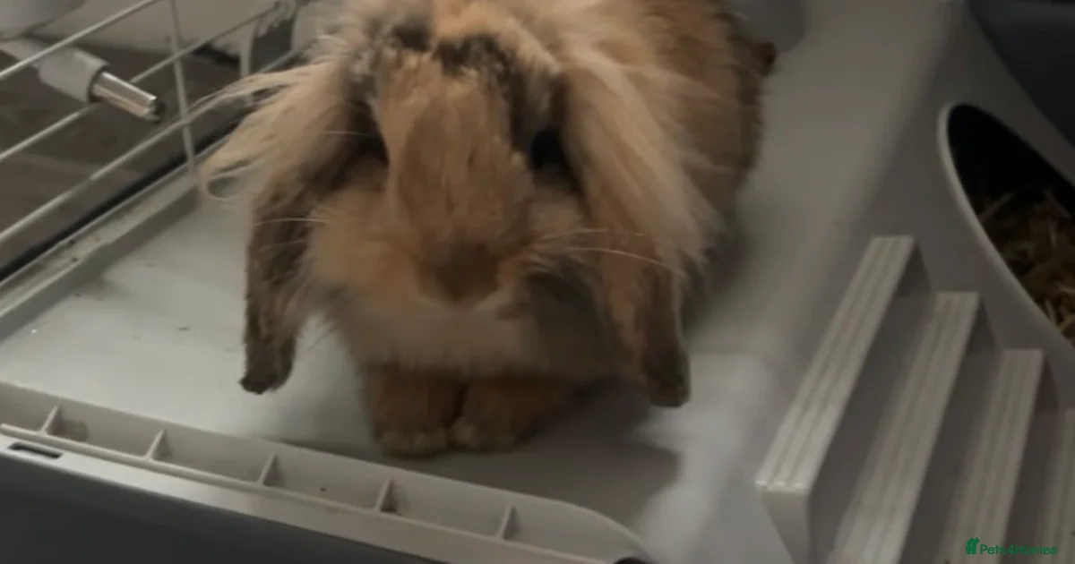 Mini lop lion rabbit for sale in Rainham | Pets4Homes
