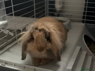 Mini Lion Lop rabbits Mini lop lion rabbit - Advert 1