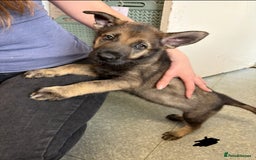 German Shepherd dogs for sale: German shepherd pups  in Scunthorpe - Image 12