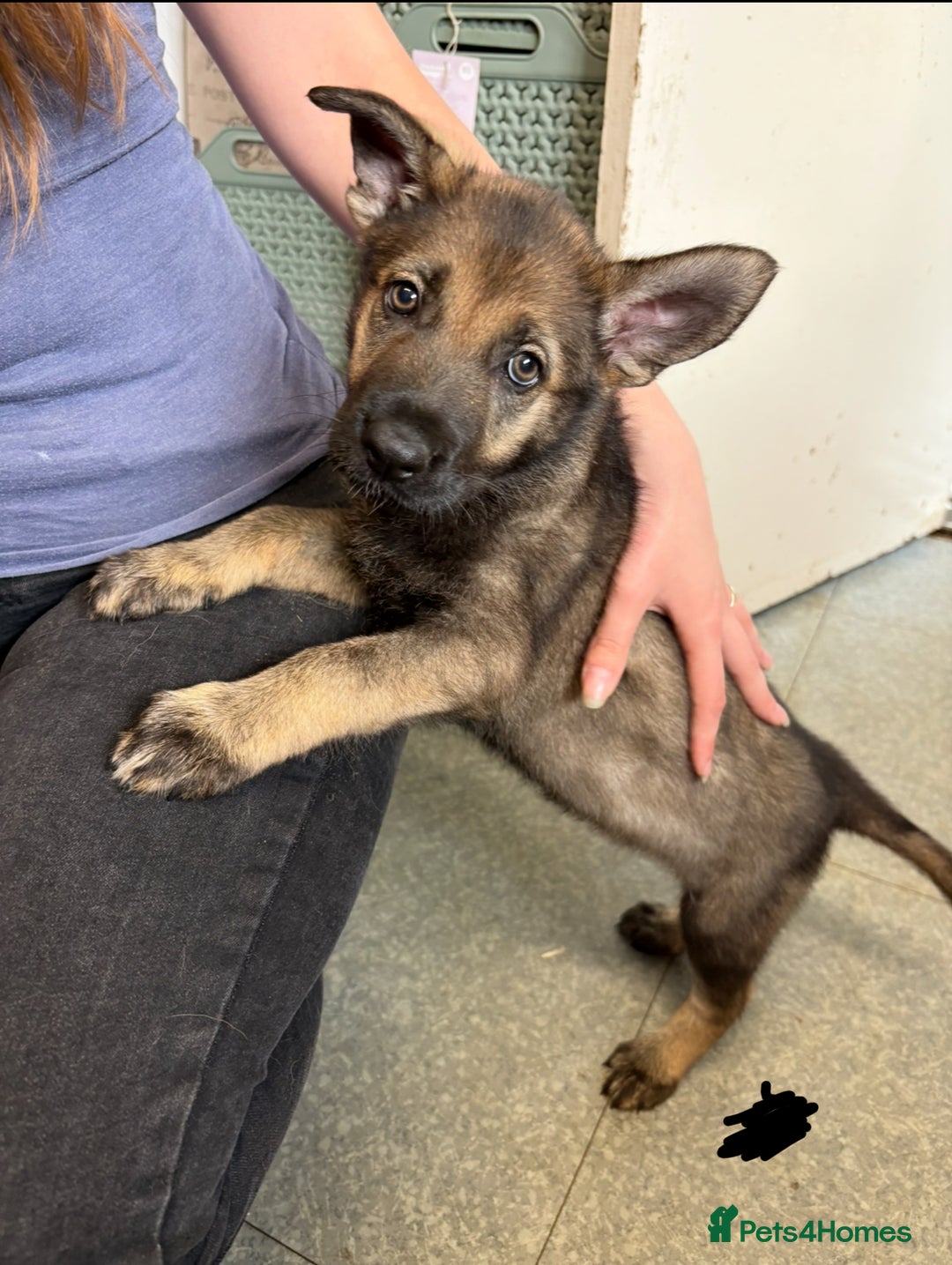 German Shepherd dogs for sale: German shepherd pups  in Scunthorpe - Image 12