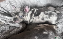 French Bulldog dogs for sale: Tri-colour Blue Merle Frenchie pups - Image 5