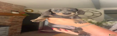 Miniature Dachshund 3