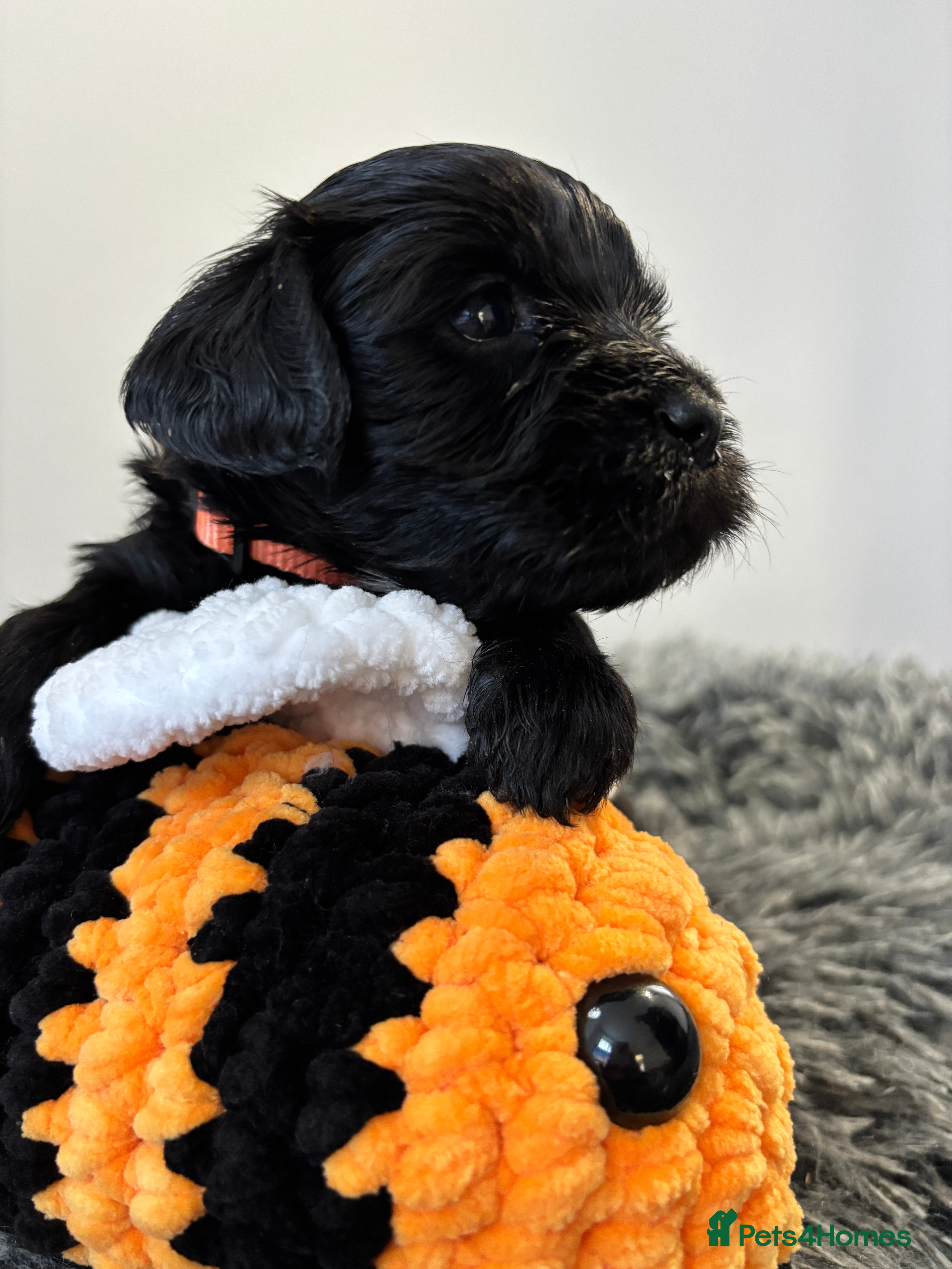 Mixed Breed dogs Beautiful Sproodle x Lhasa Apso Puppies - Advert 5