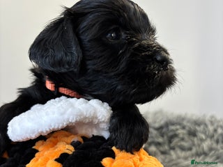 Mixed Breed dogs Beautiful Sproodle x Lhasa Apso Puppies - Advert 3