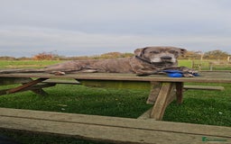 Mixed Breed dogs for sale: 4 yrs old cane corso - Advert 1