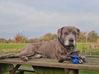 Mixed Breed dogs for sale: 4 yrs old cane corso - Advert 1