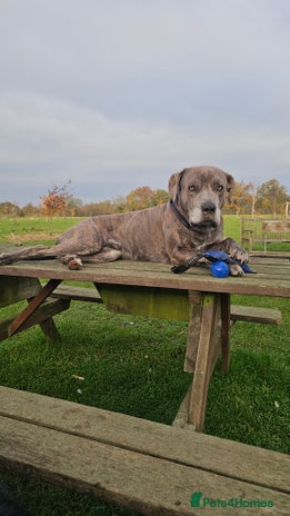 Mixed Breed dogs 4 yrs old cane corso - Advert 2
