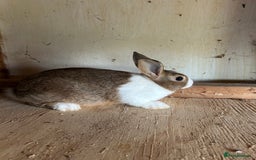Dutch rabbits for sale: Dutch Brown Grey rabbit baby girls - Image 2