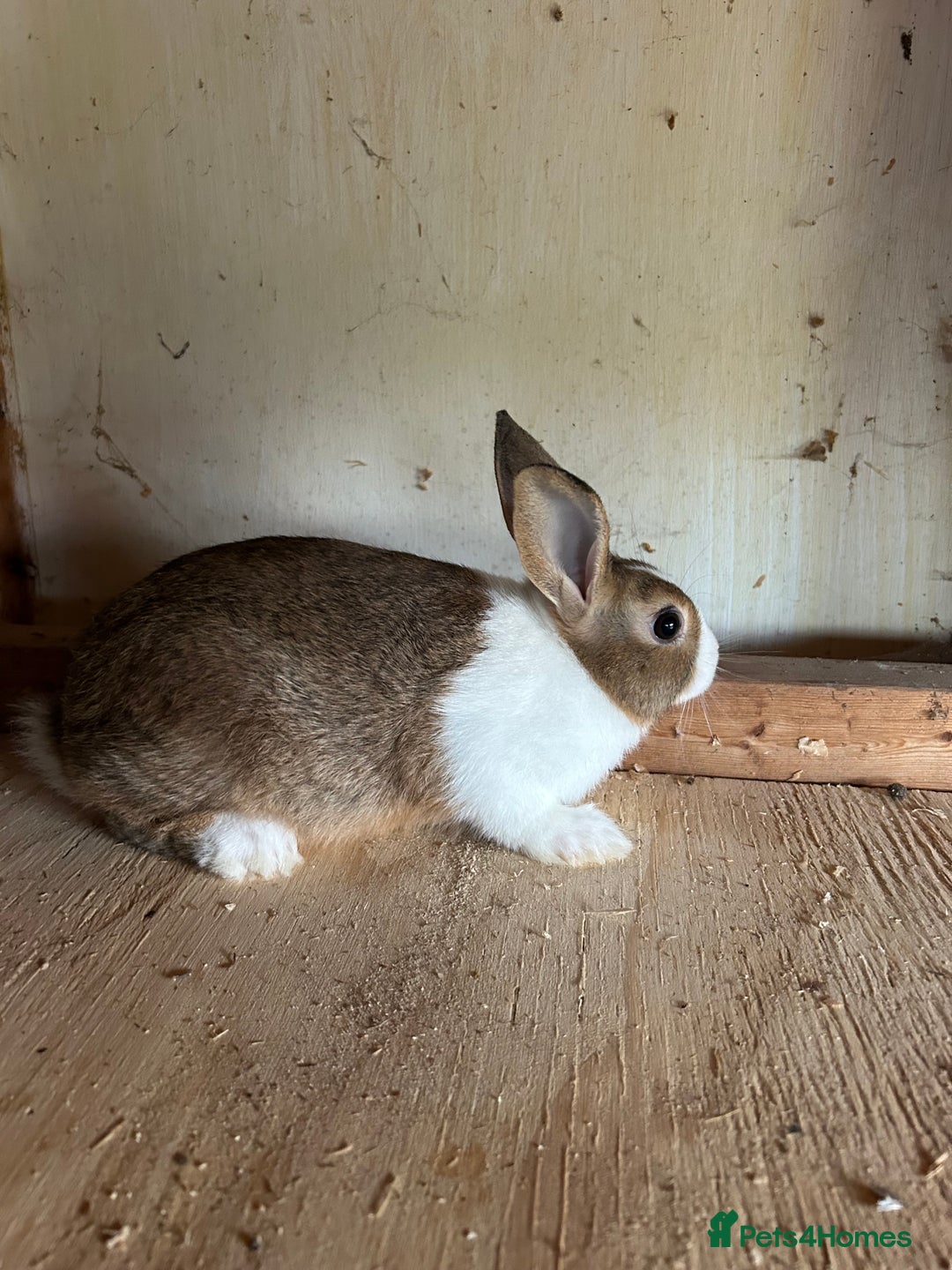 Dutch rabbits for sale: Dutch Brown Grey rabbit baby girls - Image 2